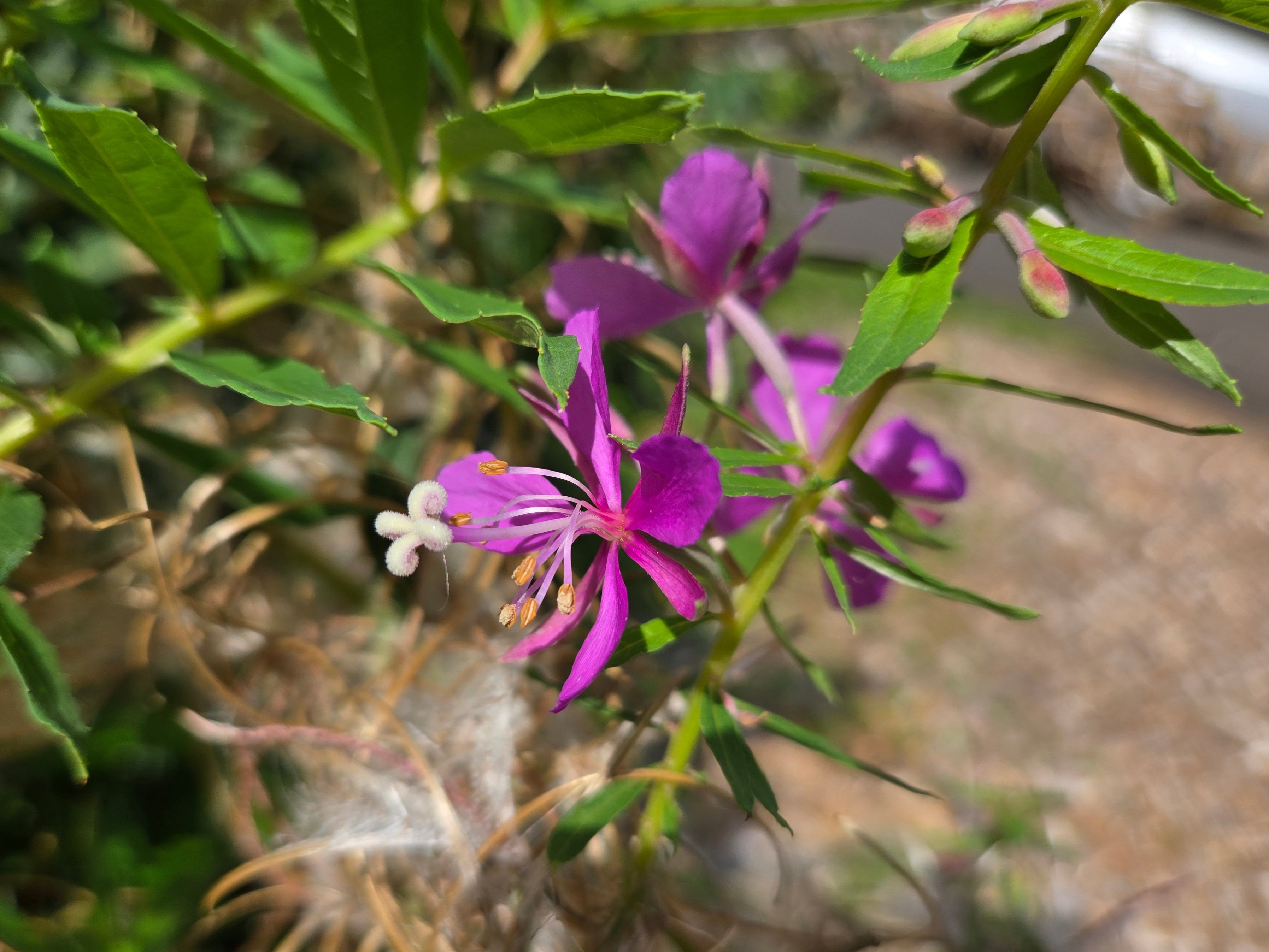 Chamaenerion angustifolium