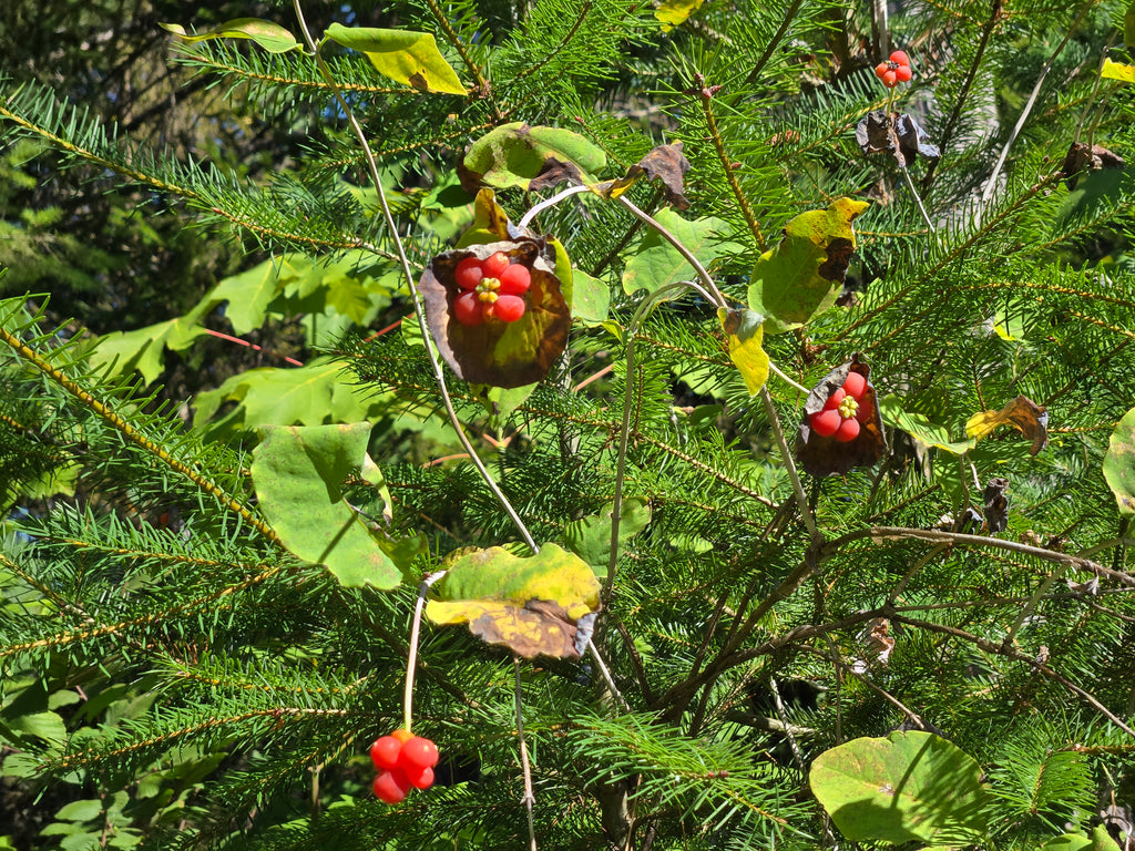 Lonicera ciliosa