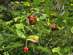 Lonicera ciliosa