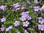 Phlox diffusa