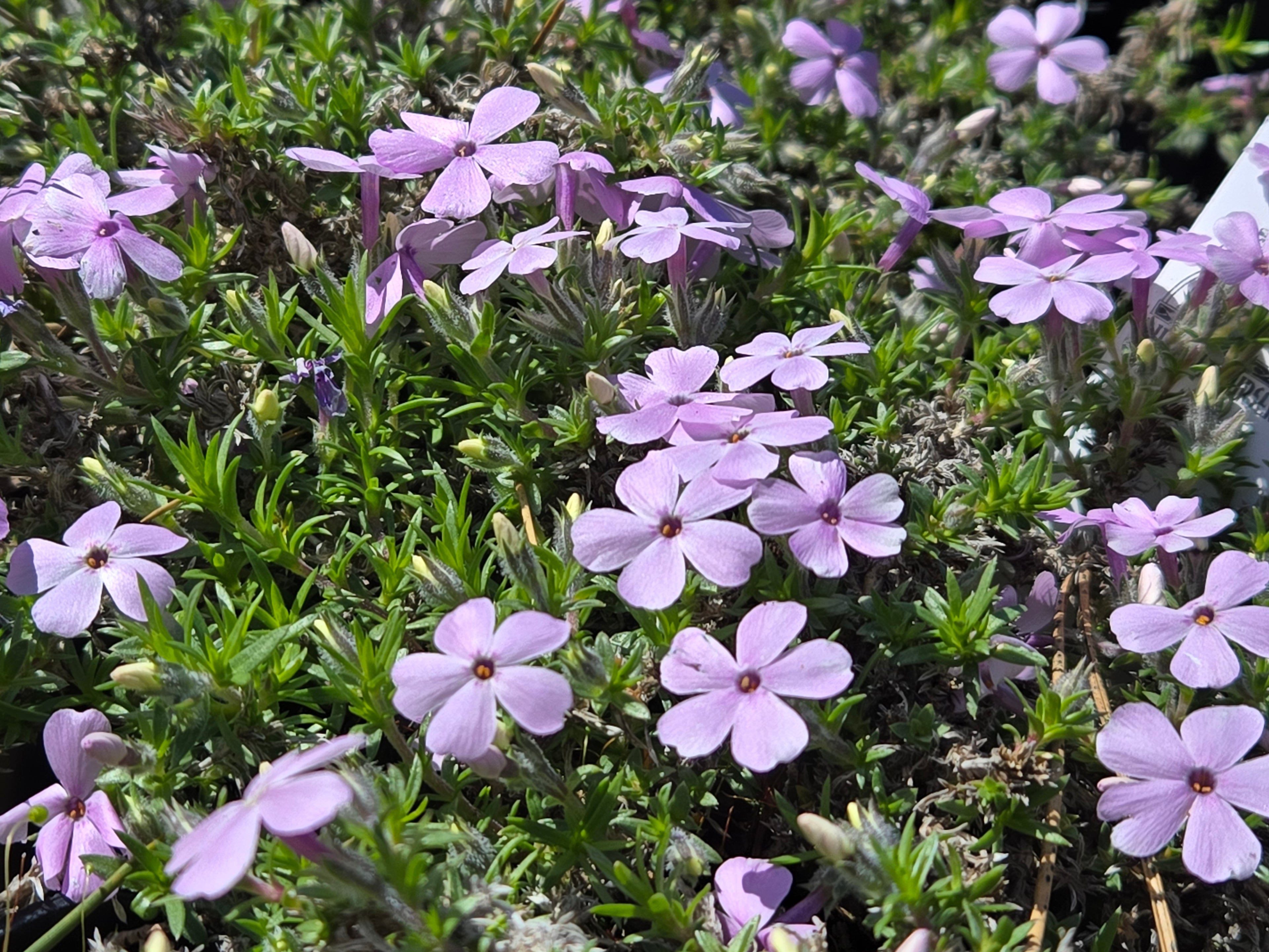 Phlox diffusa