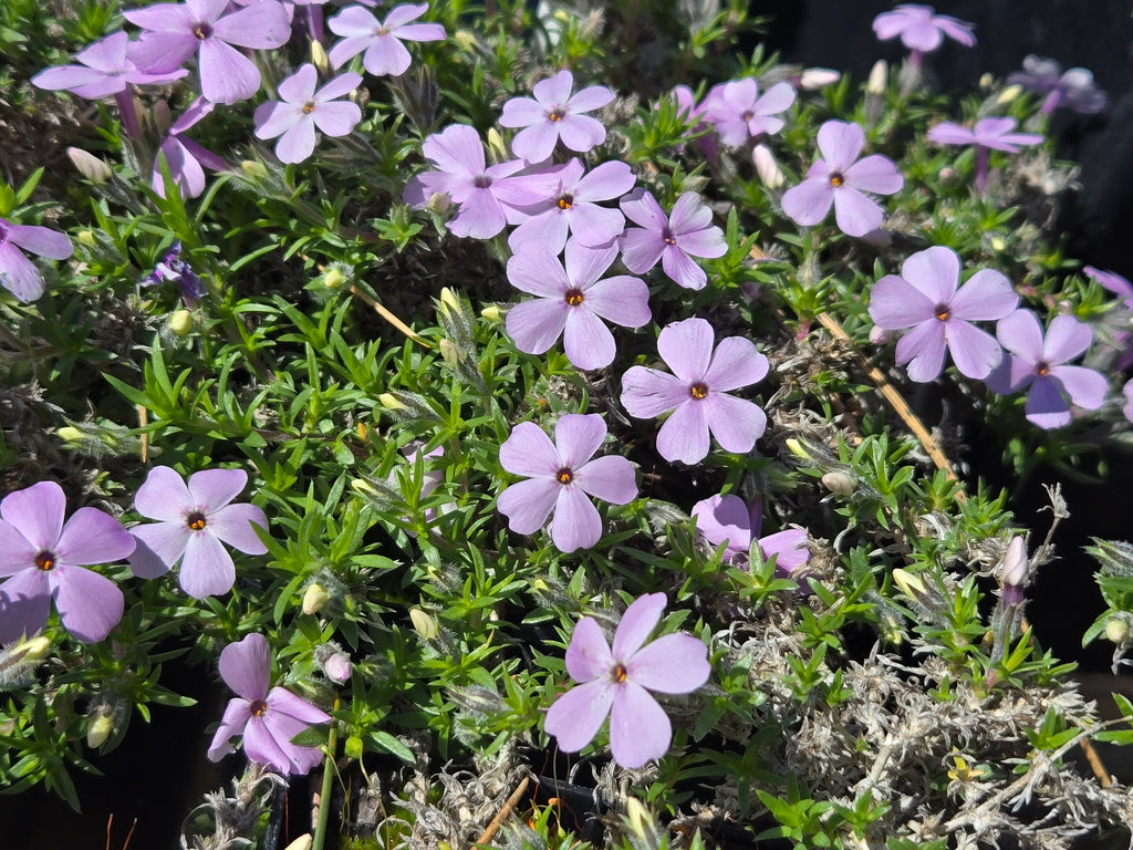 Phlox diffusa