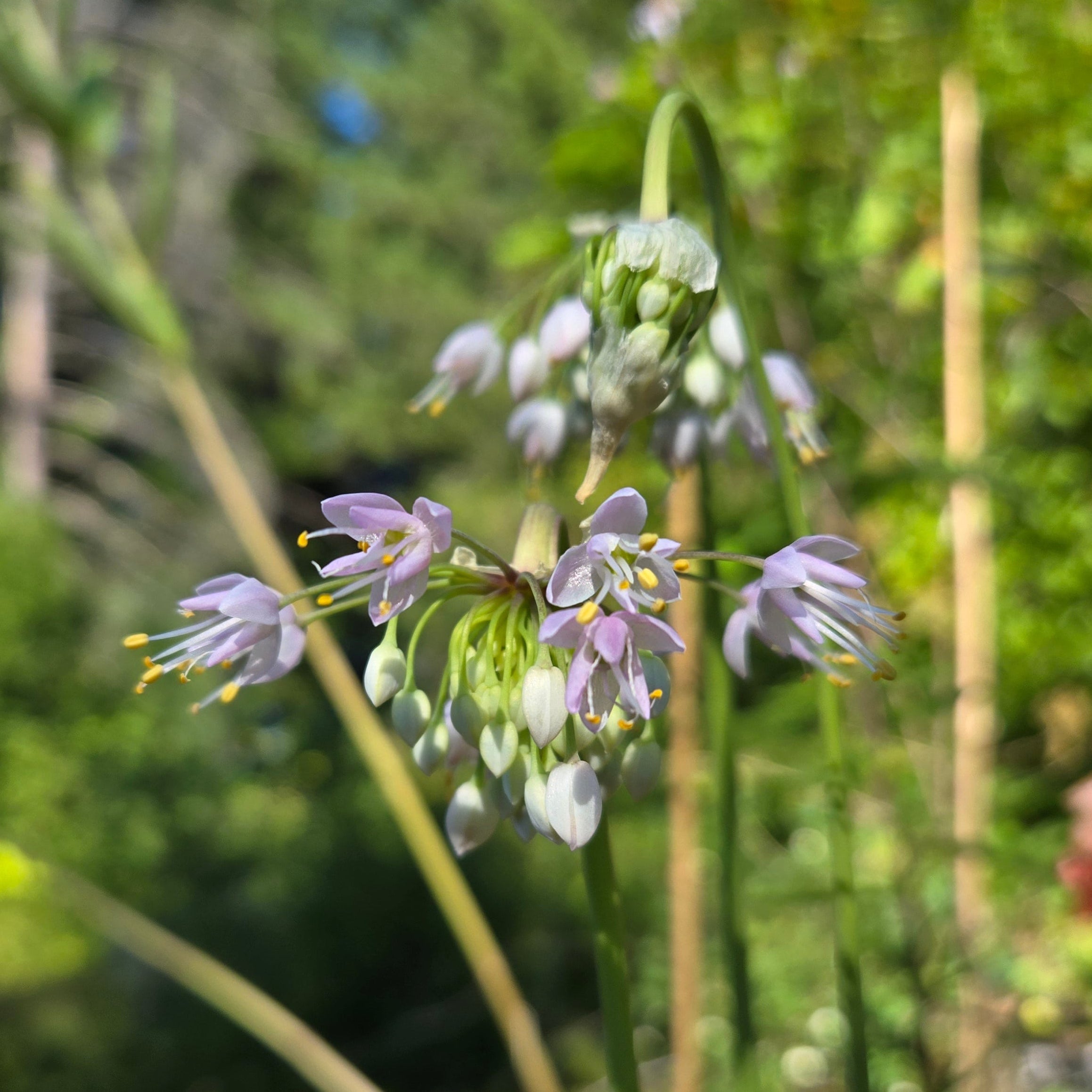 Allium cernuum