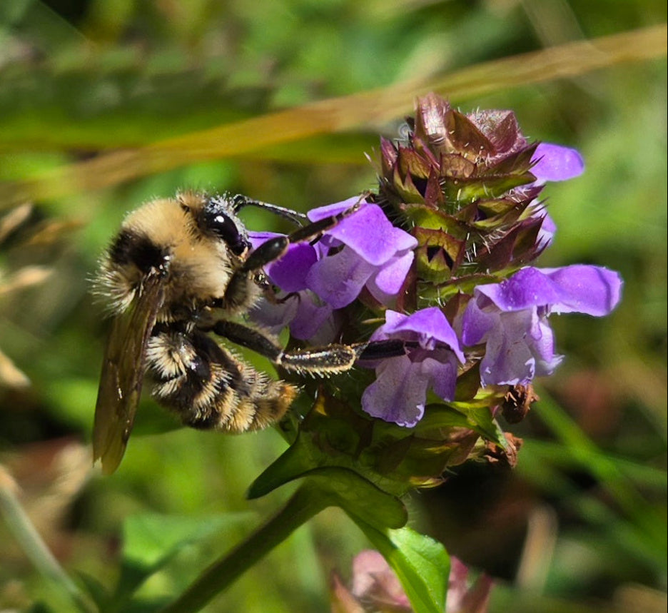 Prunella vulgaris var. lanceolata