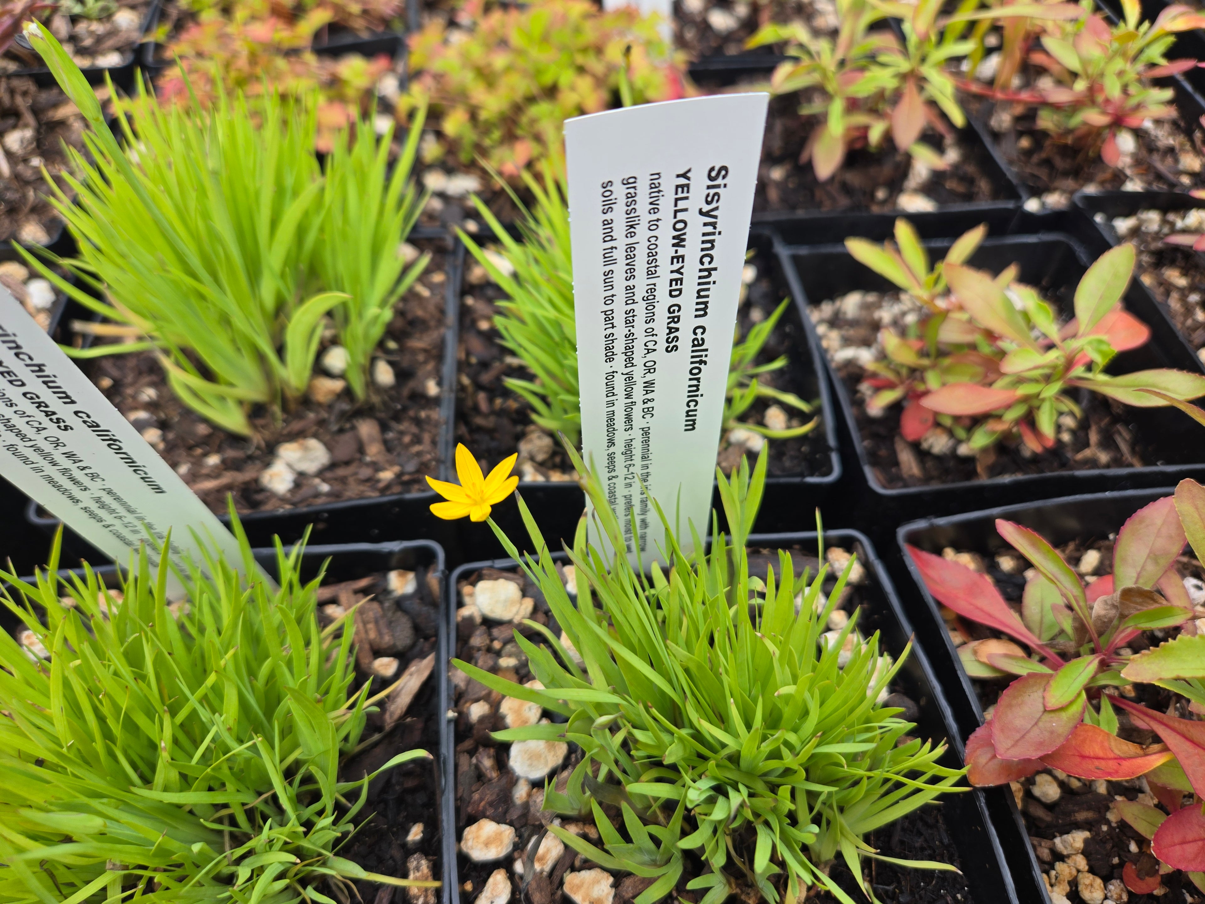 Sisyrinchium californicum