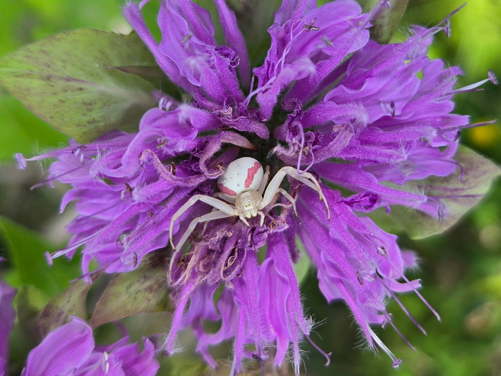 Monarda fistulosa