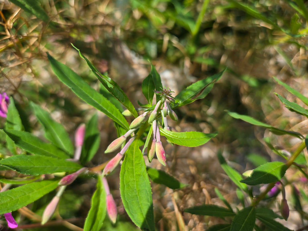 Chamaenerion angustifolium