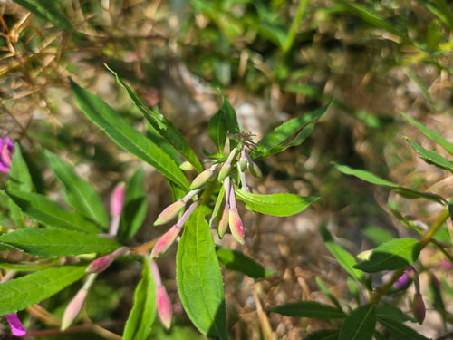 Chamaenerion angustifolium
