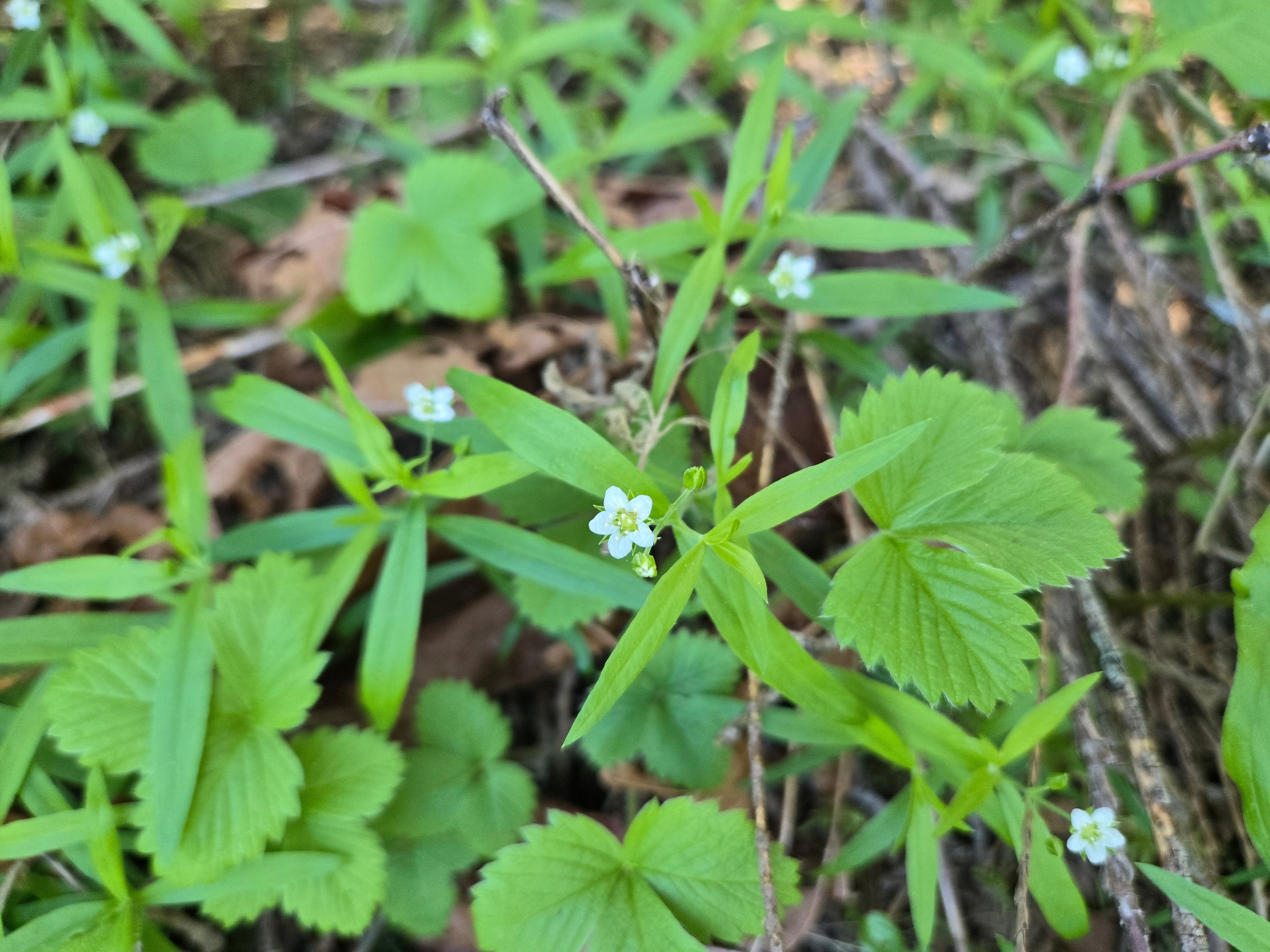 Moehringia macrophylla