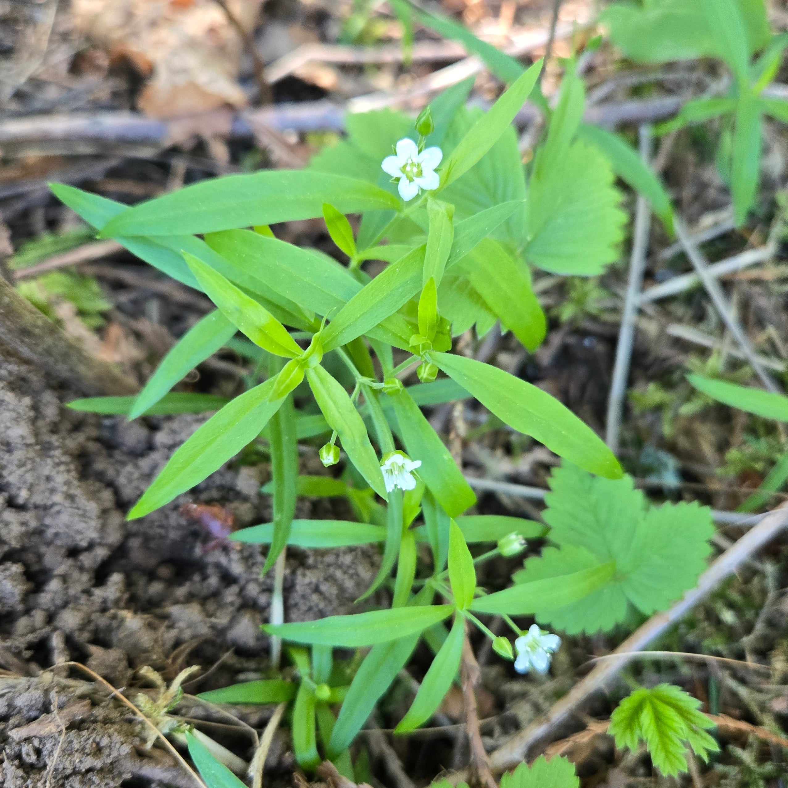 Moehringia macrophylla