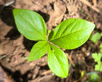 Lysimachia latifolia