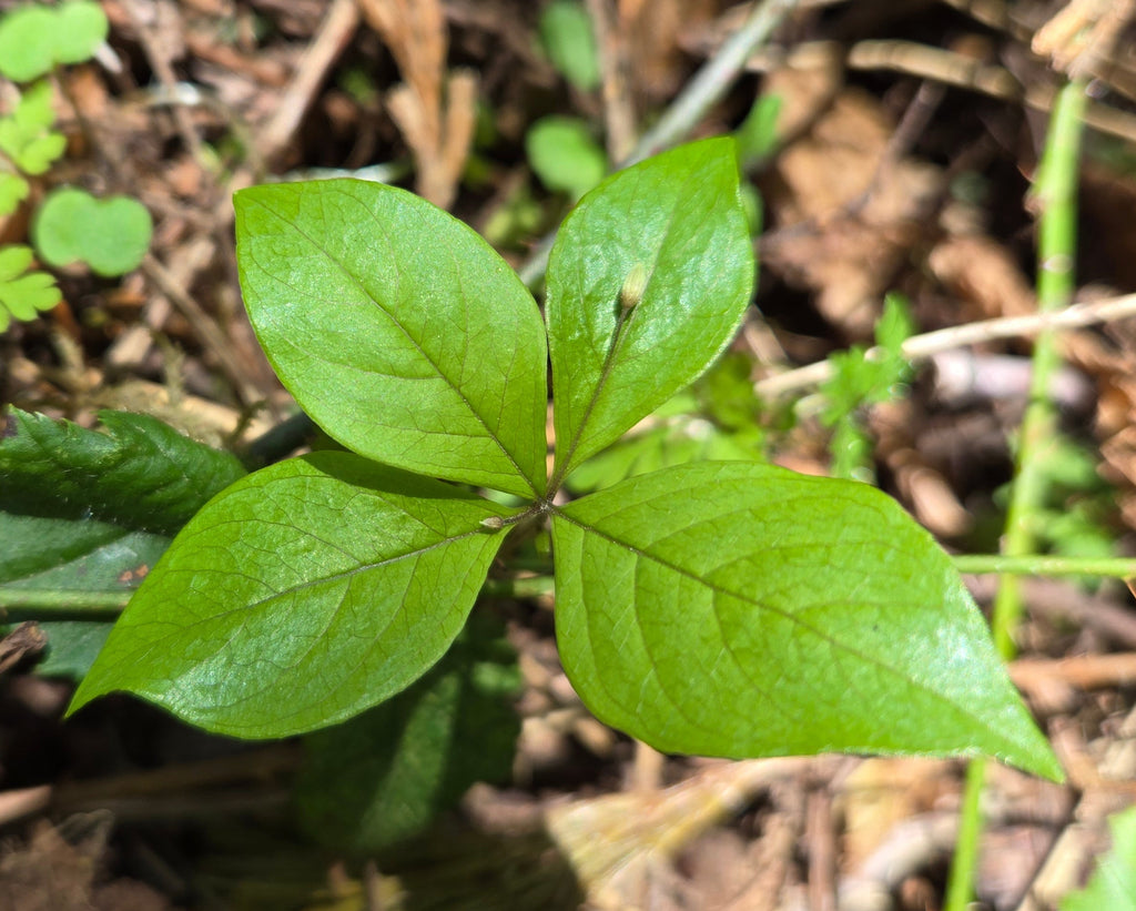 Lysimachia latifolia
