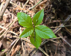 Lysimachia latifolia