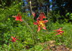 Aquilegia formosa