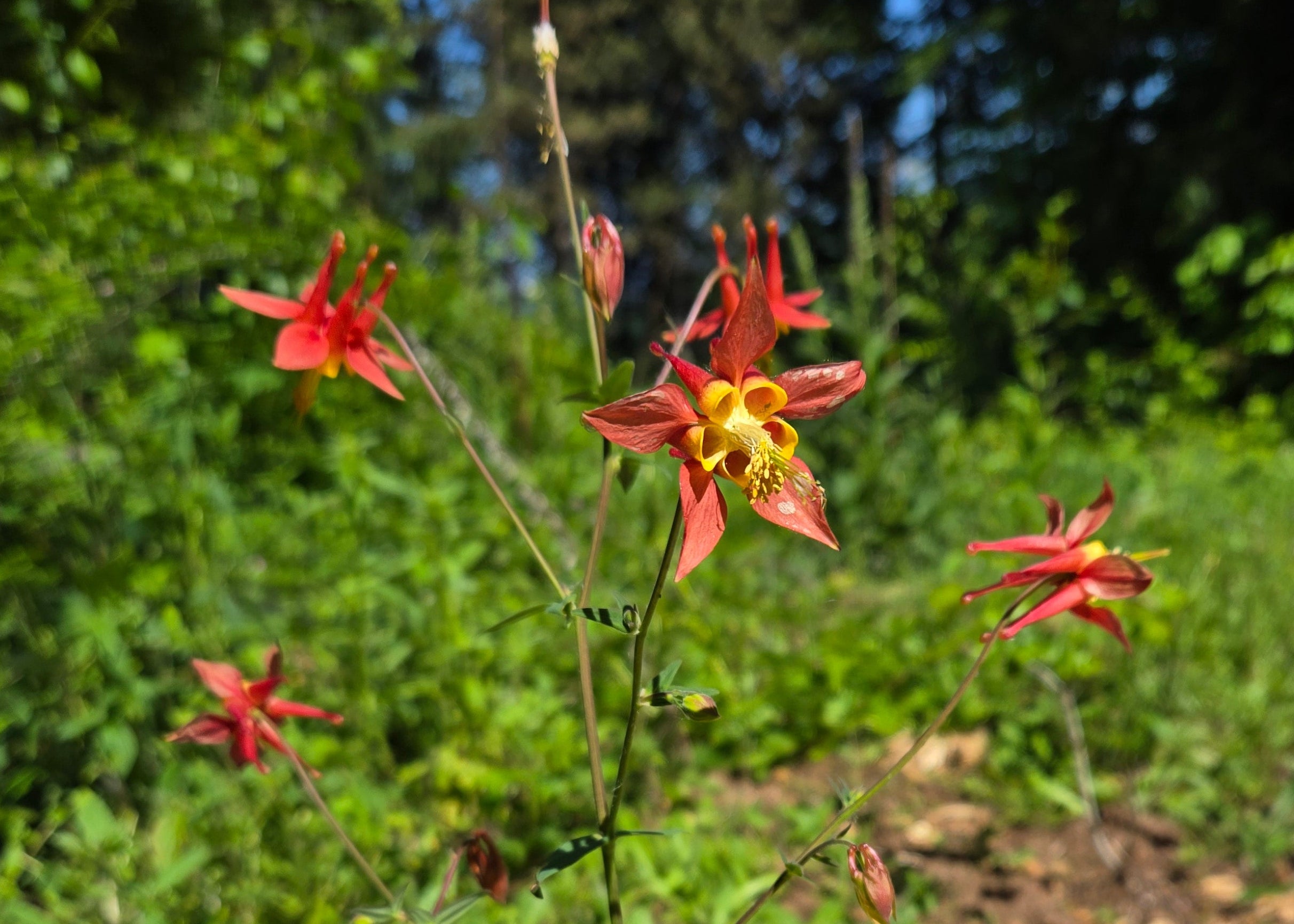 Aquilegia formosa