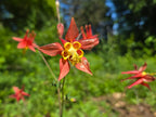 Aquilegia formosa
