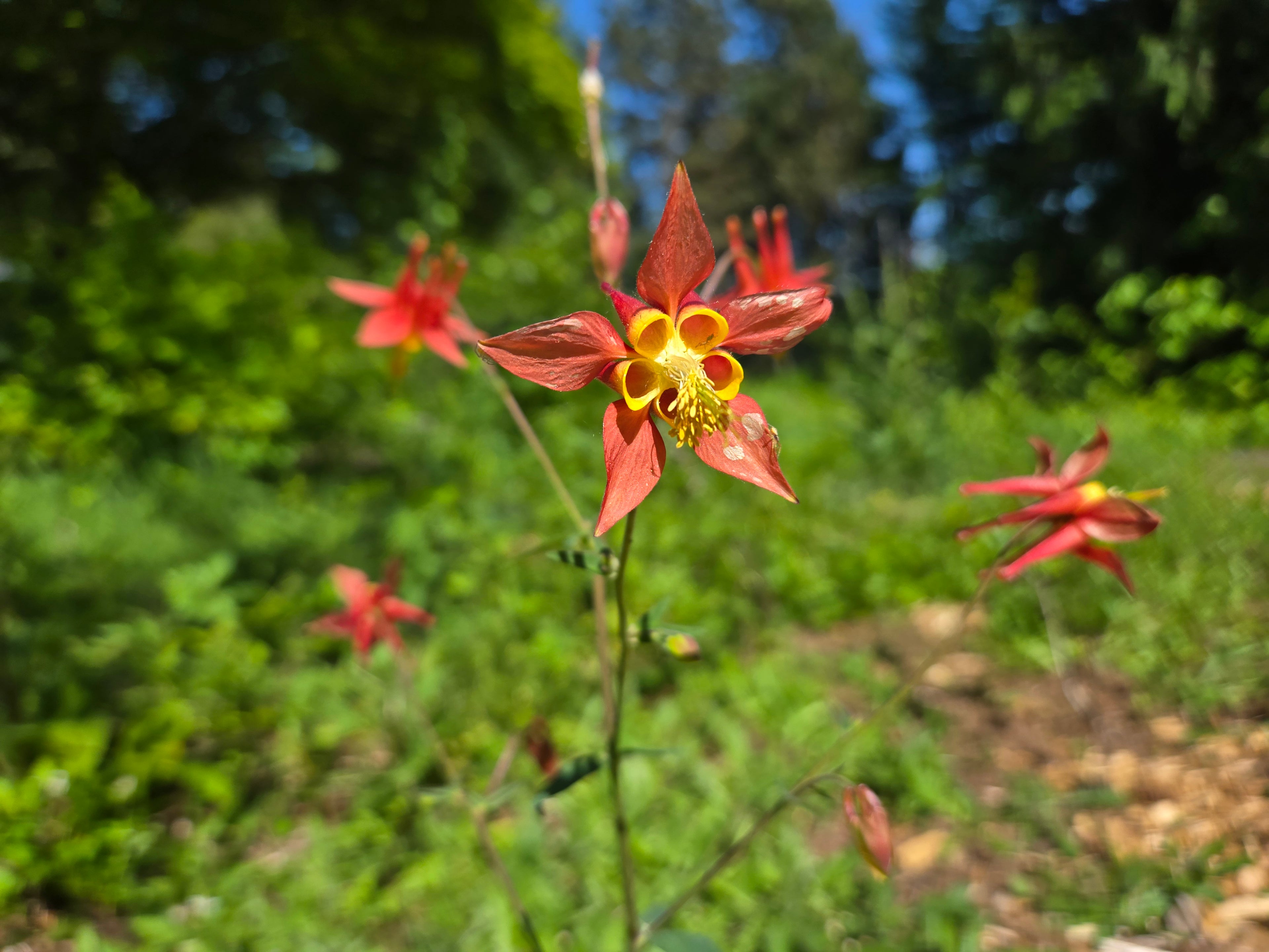 Aquilegia formosa