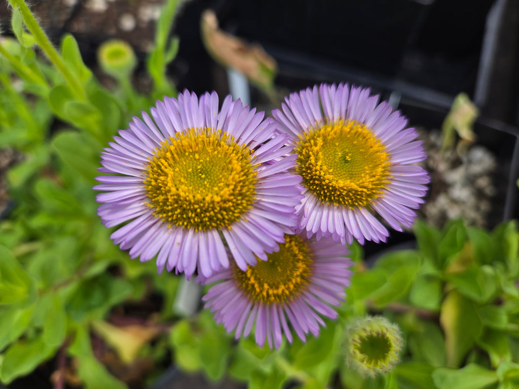 Erigeron glaucus