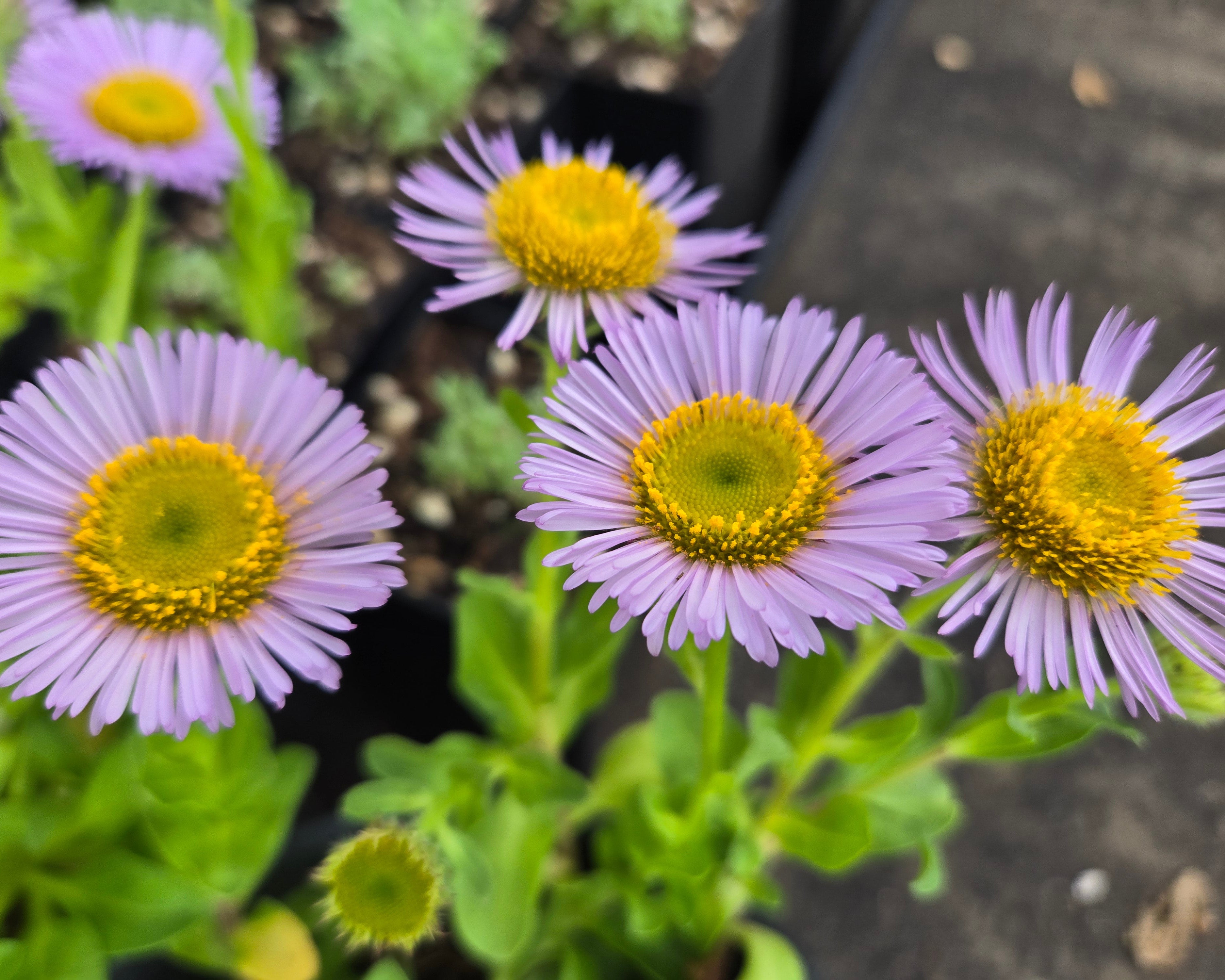 Erigeron glaucus