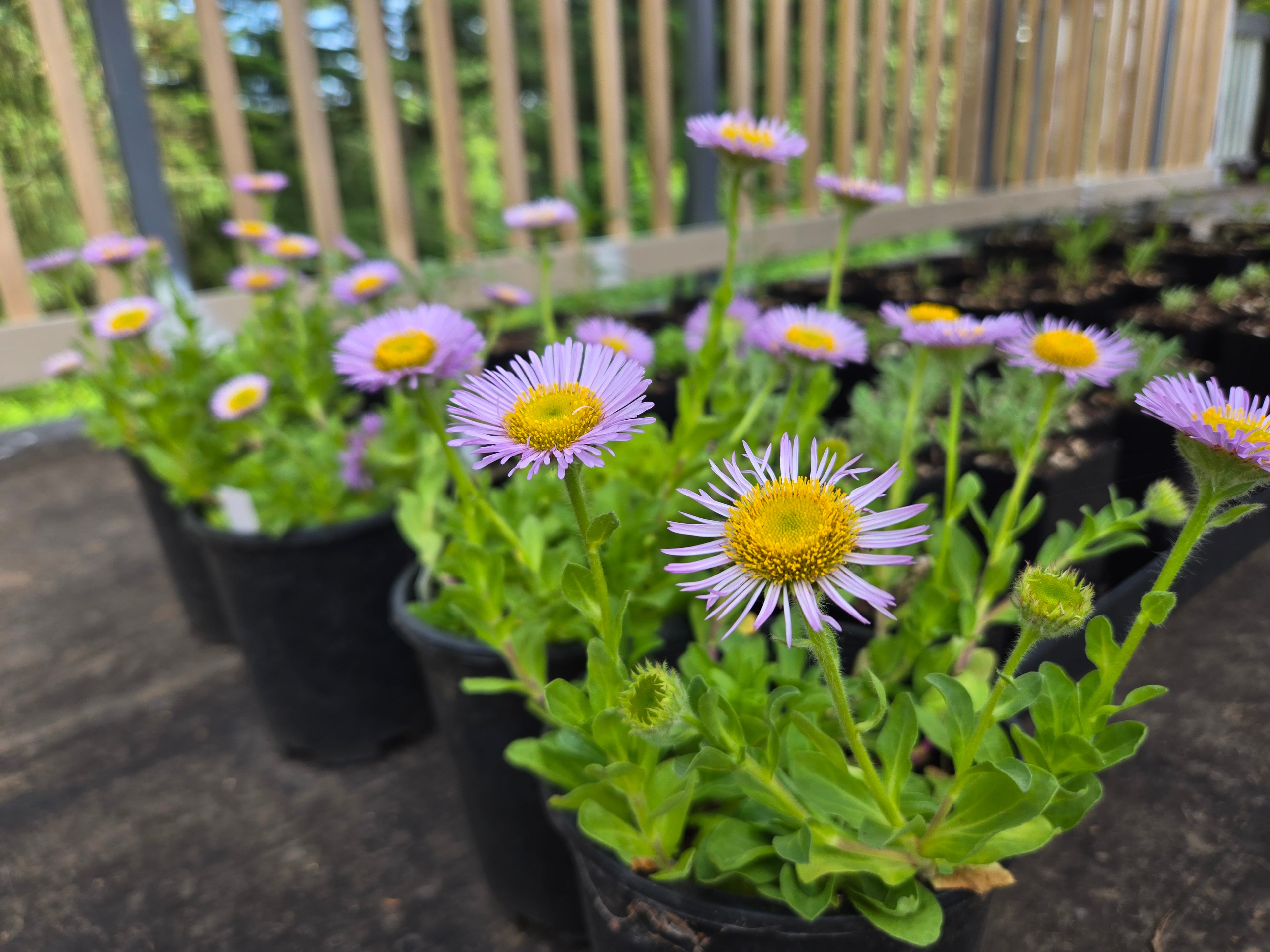 Erigeron glaucus