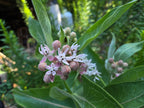 Asclepias speciosa