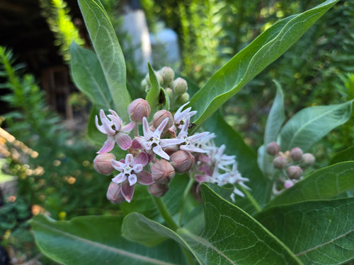 Asclepias speciosa