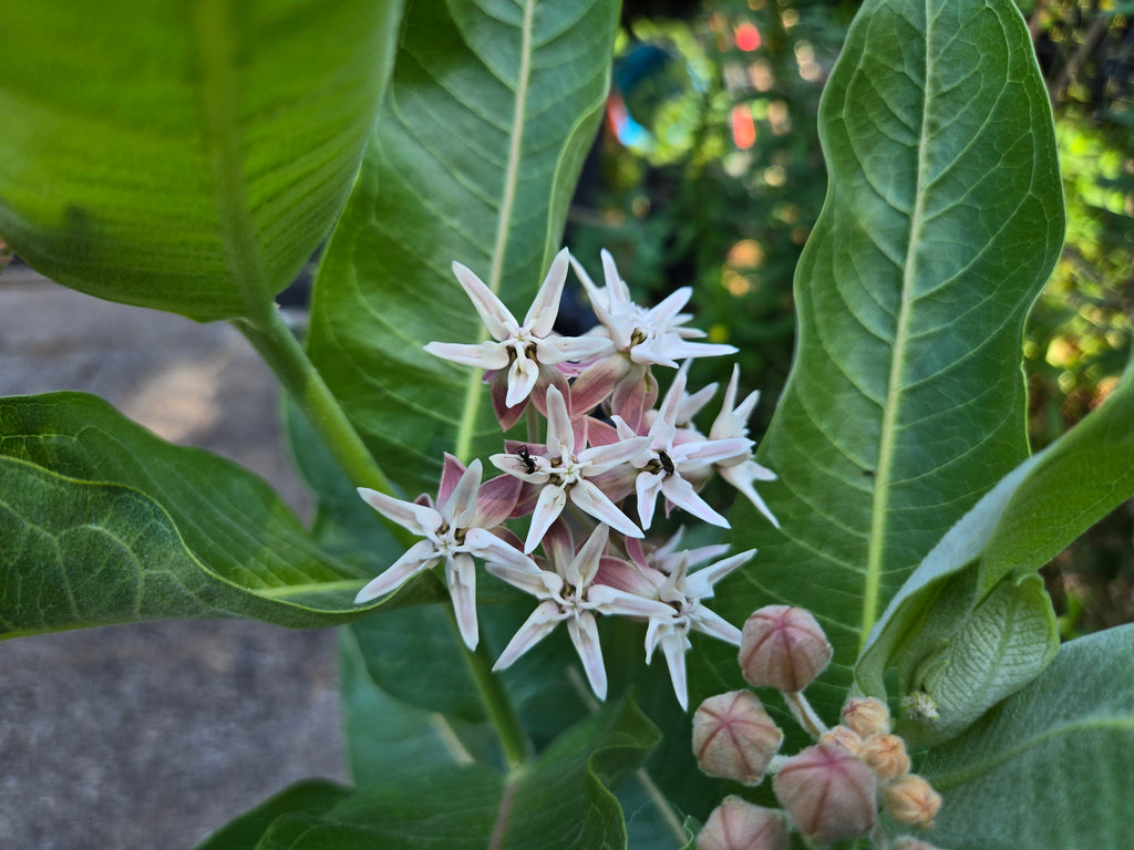 Asclepias speciosa