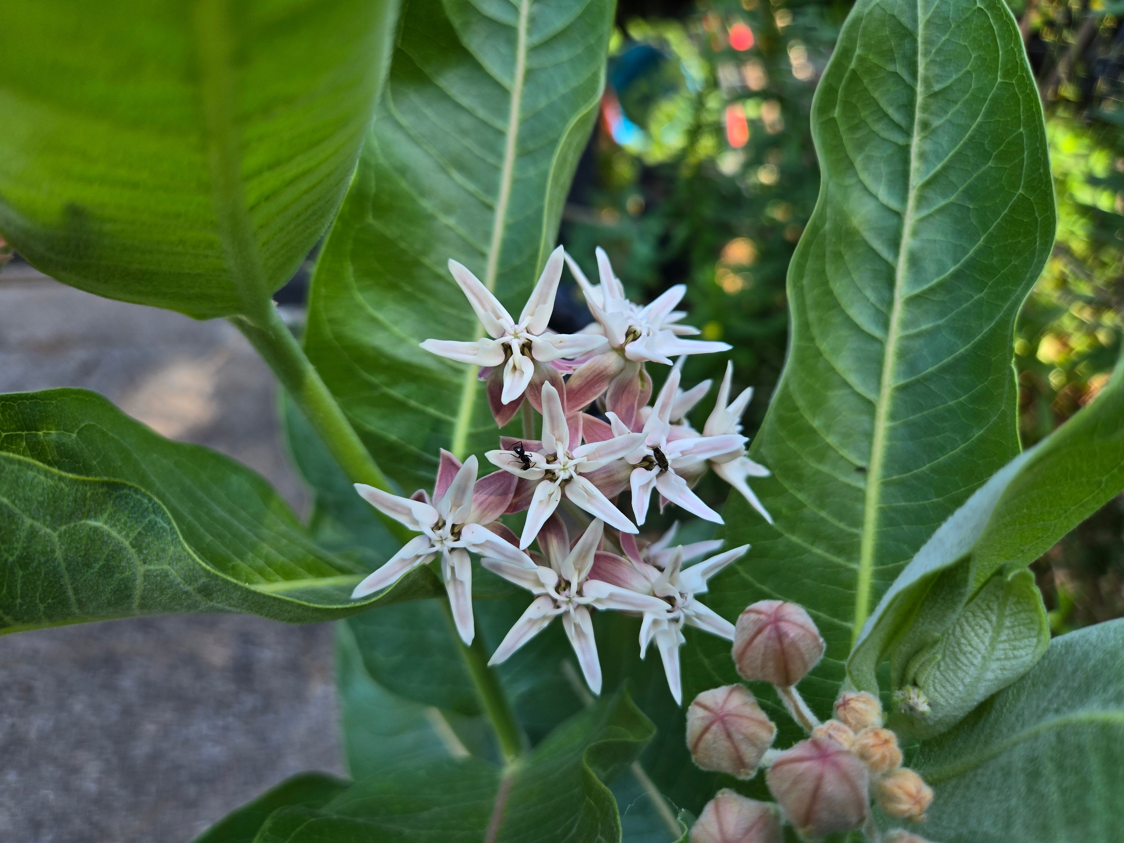 Asclepias speciosa