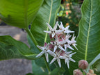 Asclepias speciosa
