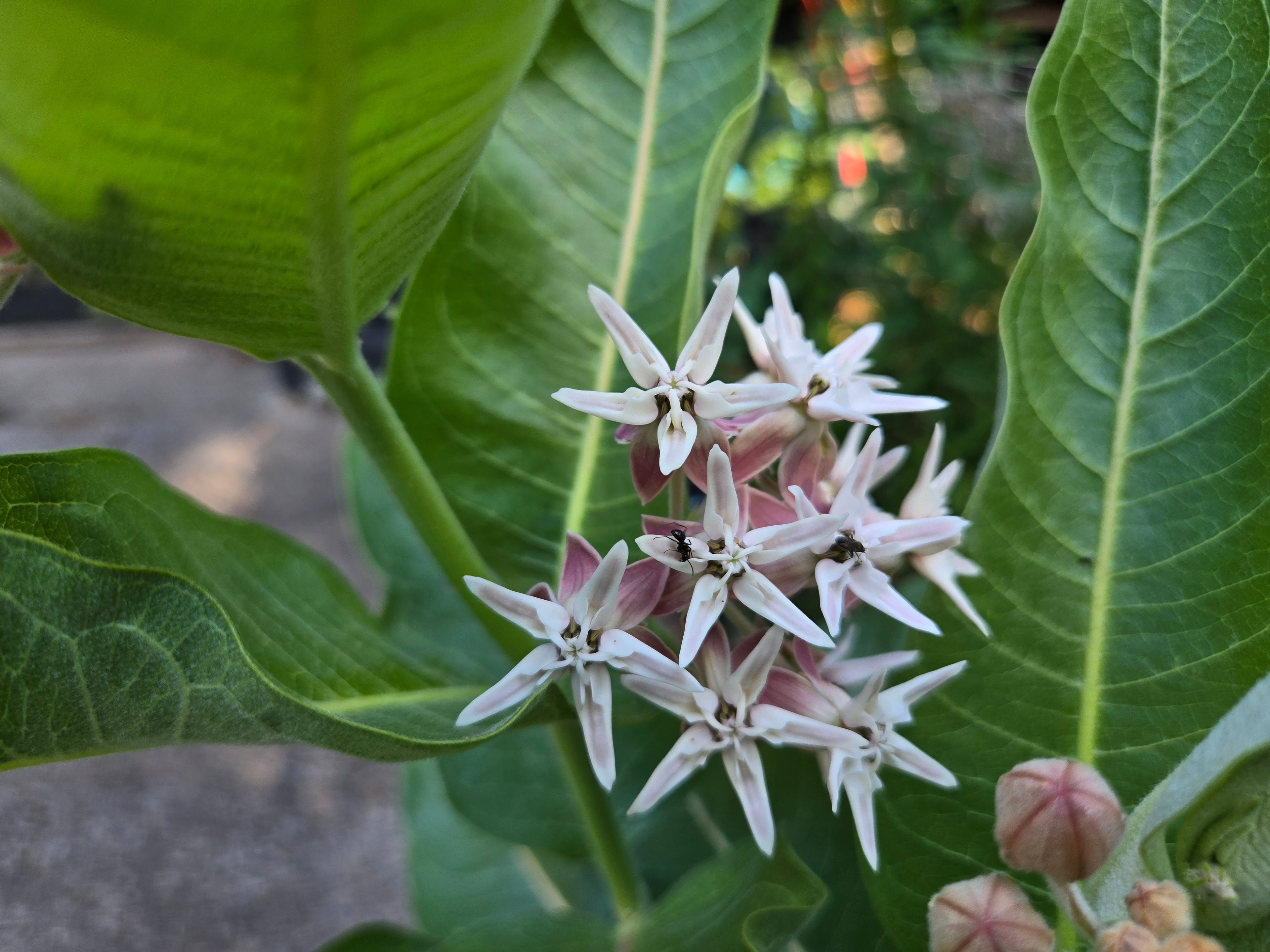 Asclepias speciosa