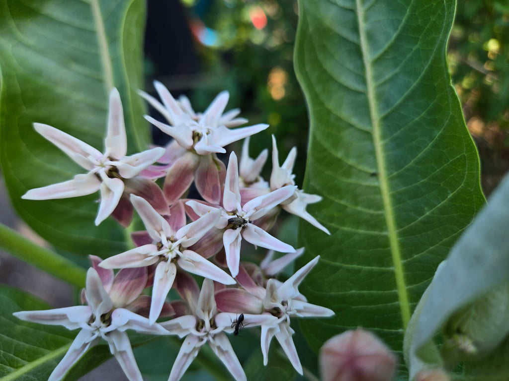 Asclepias speciosa