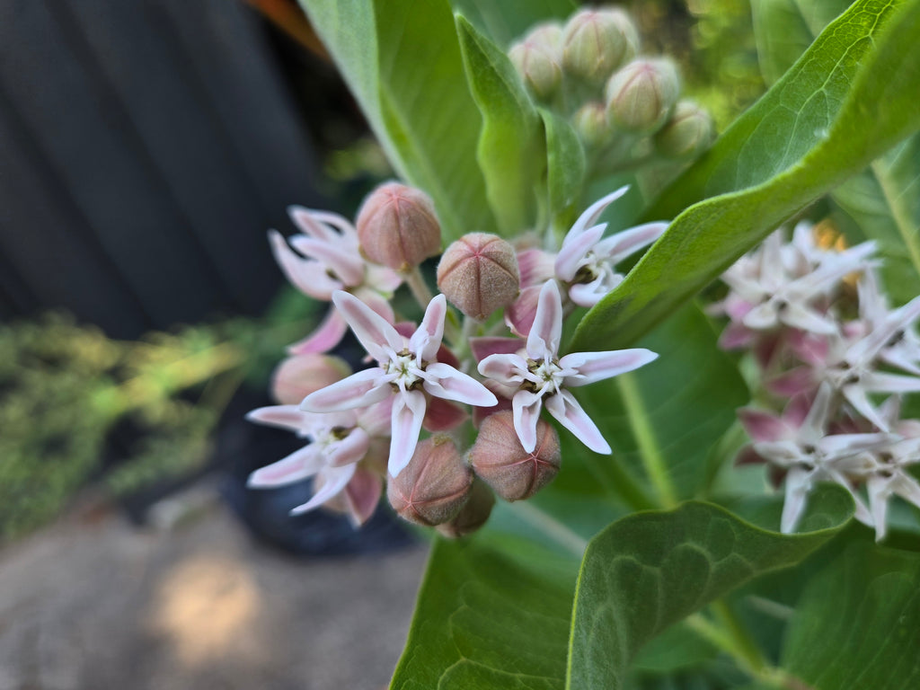 Asclepias speciosa