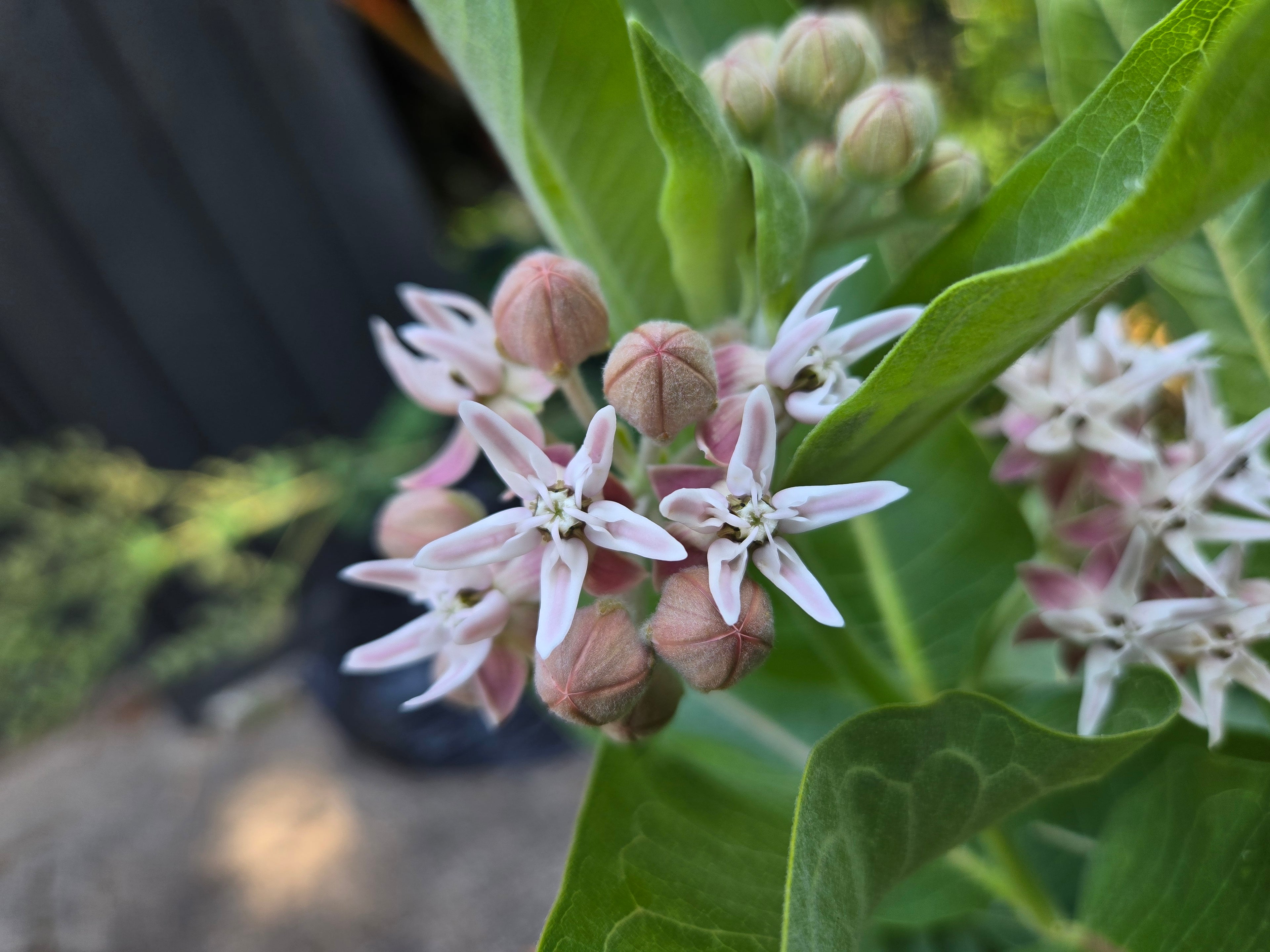 Asclepias speciosa