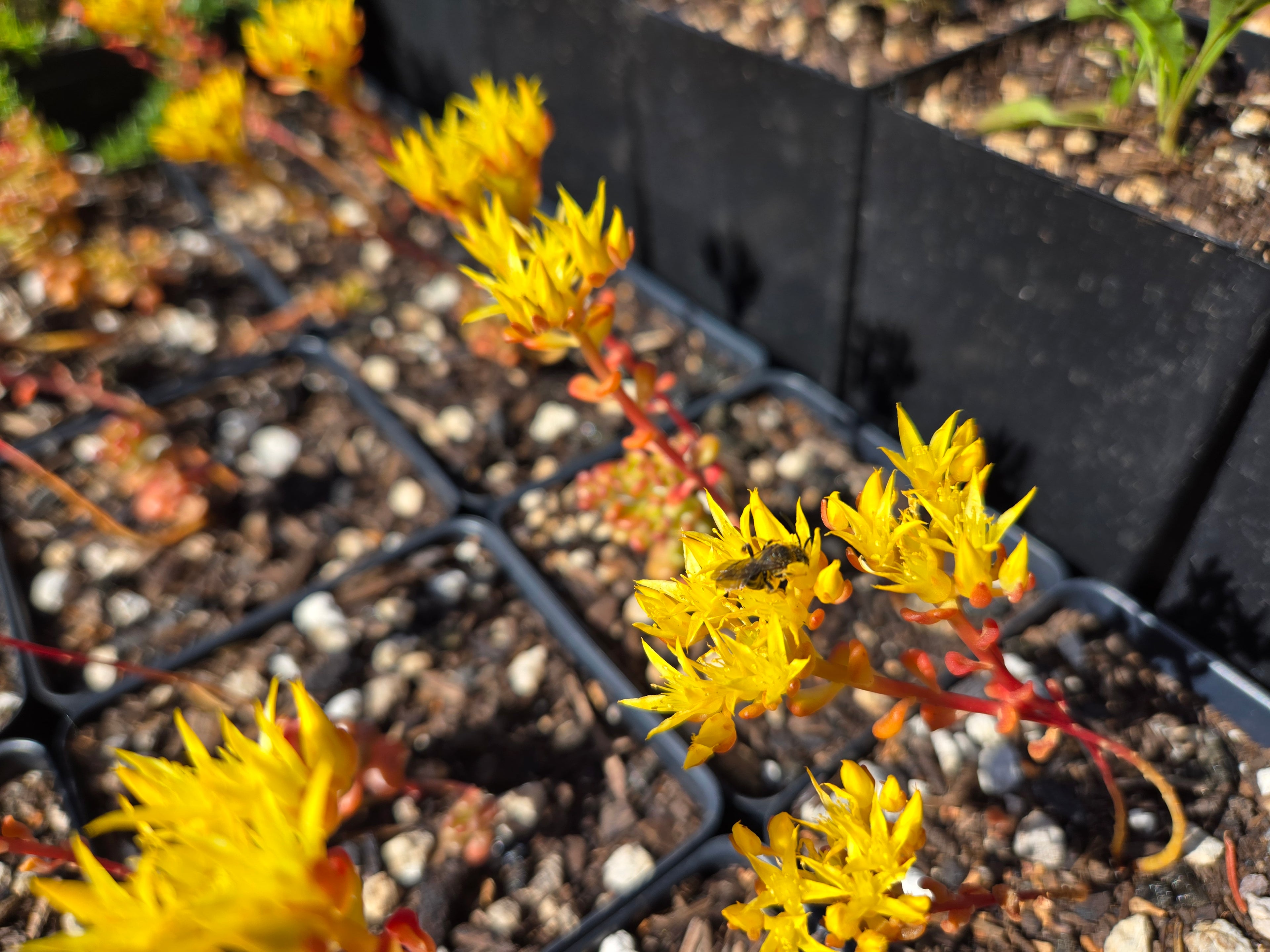 Sedum oreganum