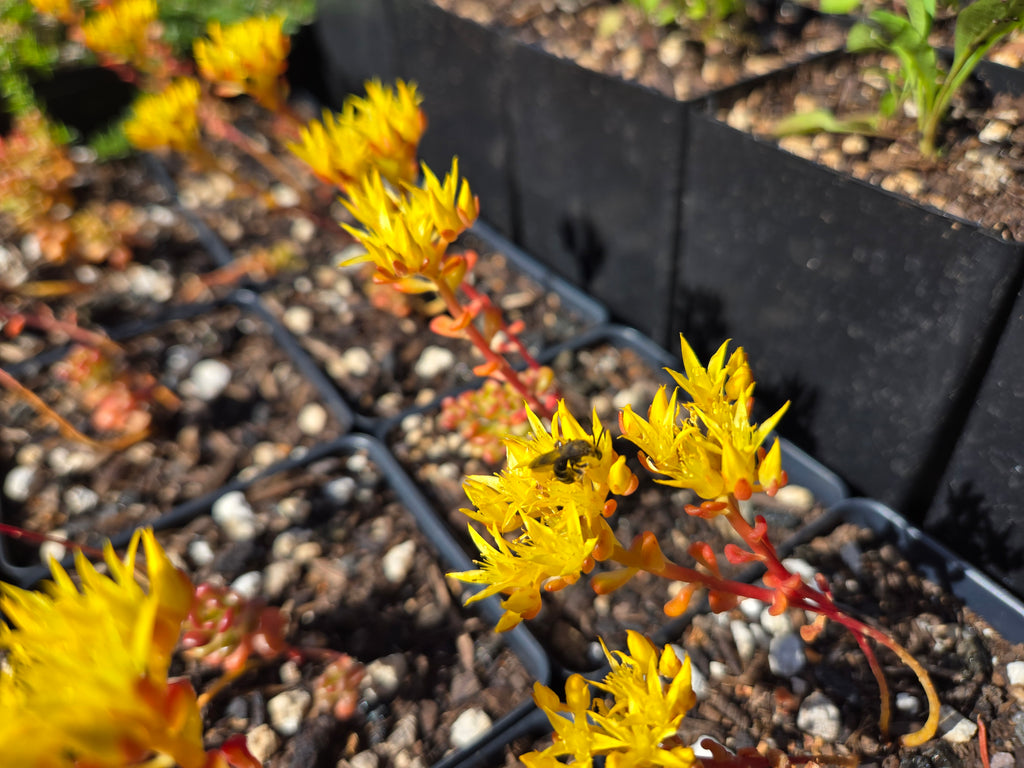 Sedum oreganum