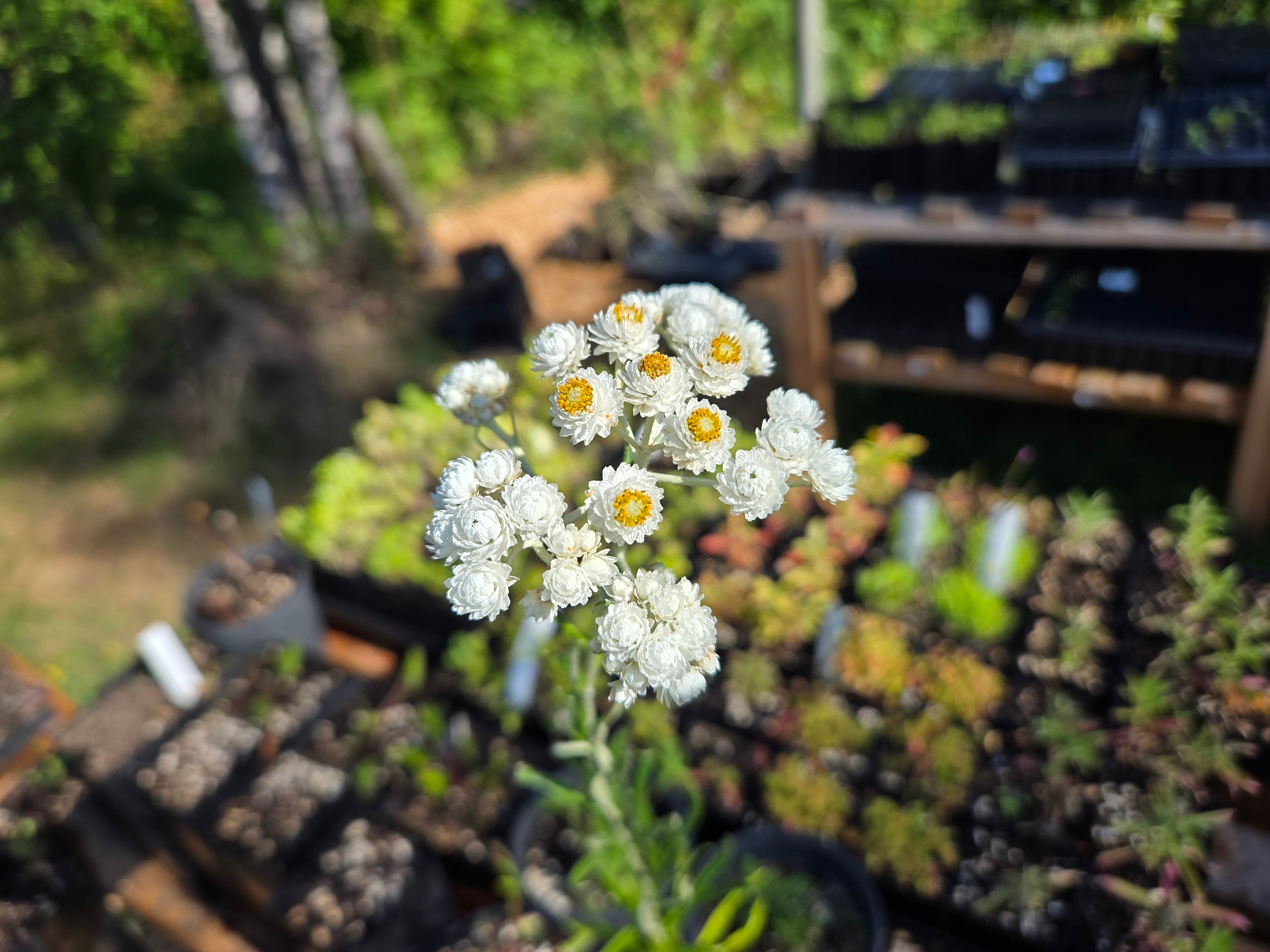 Anaphalis margaritacea