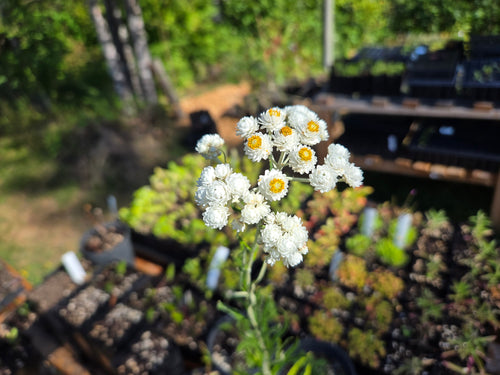 Anaphalis margaritacea