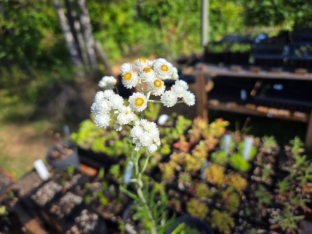 Anaphalis margaritacea