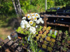 Anaphalis margaritacea