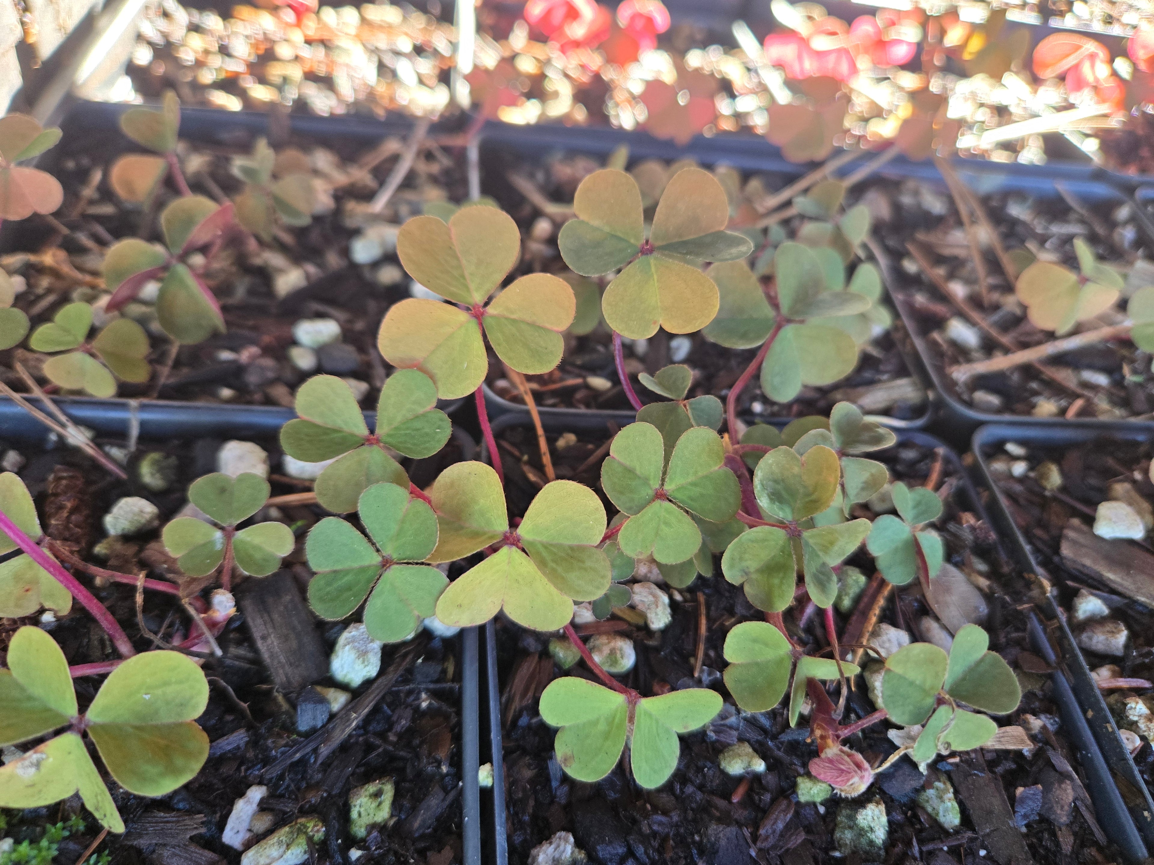 Oxalis oregana