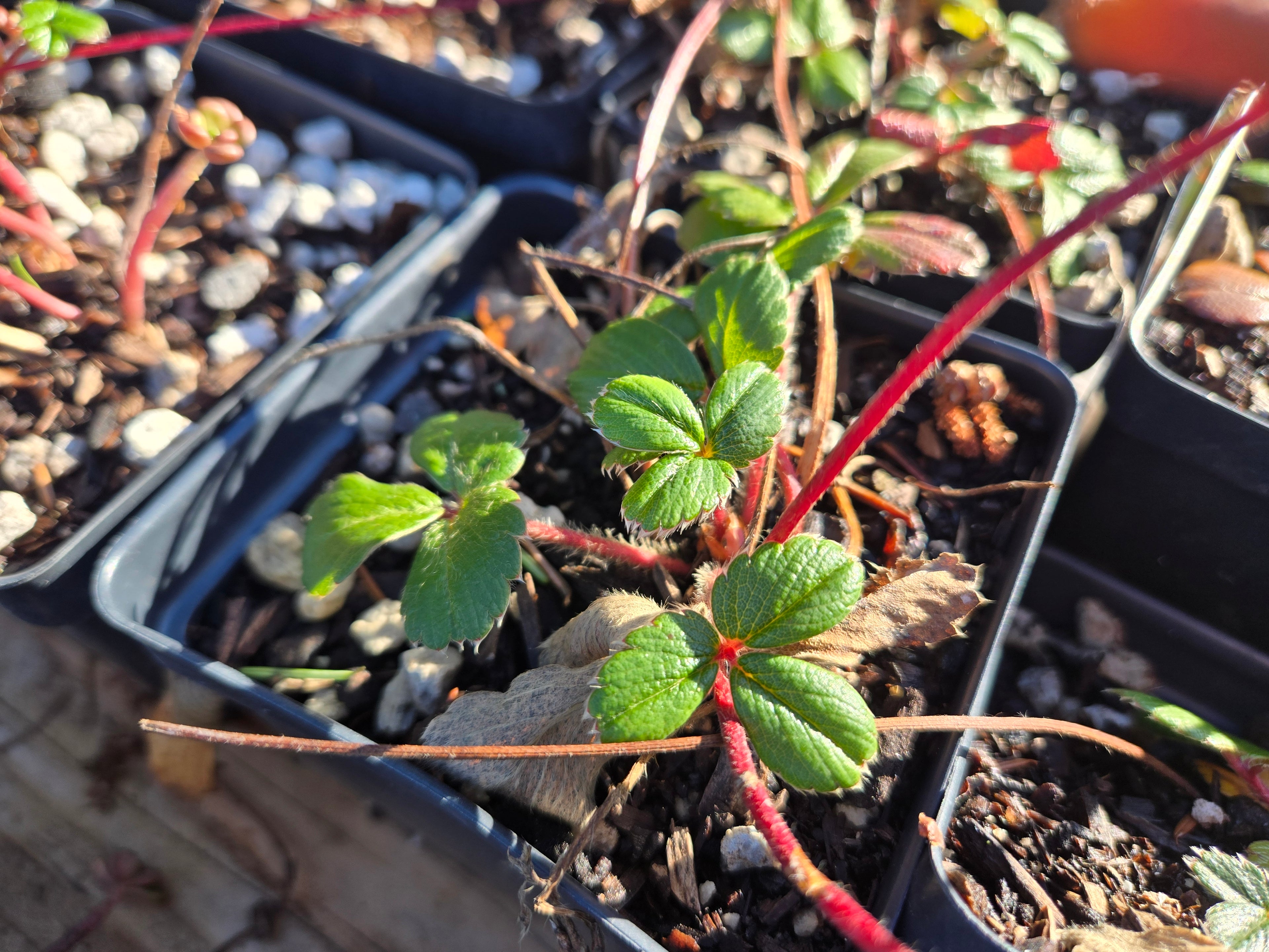 Fragaria chiloensis