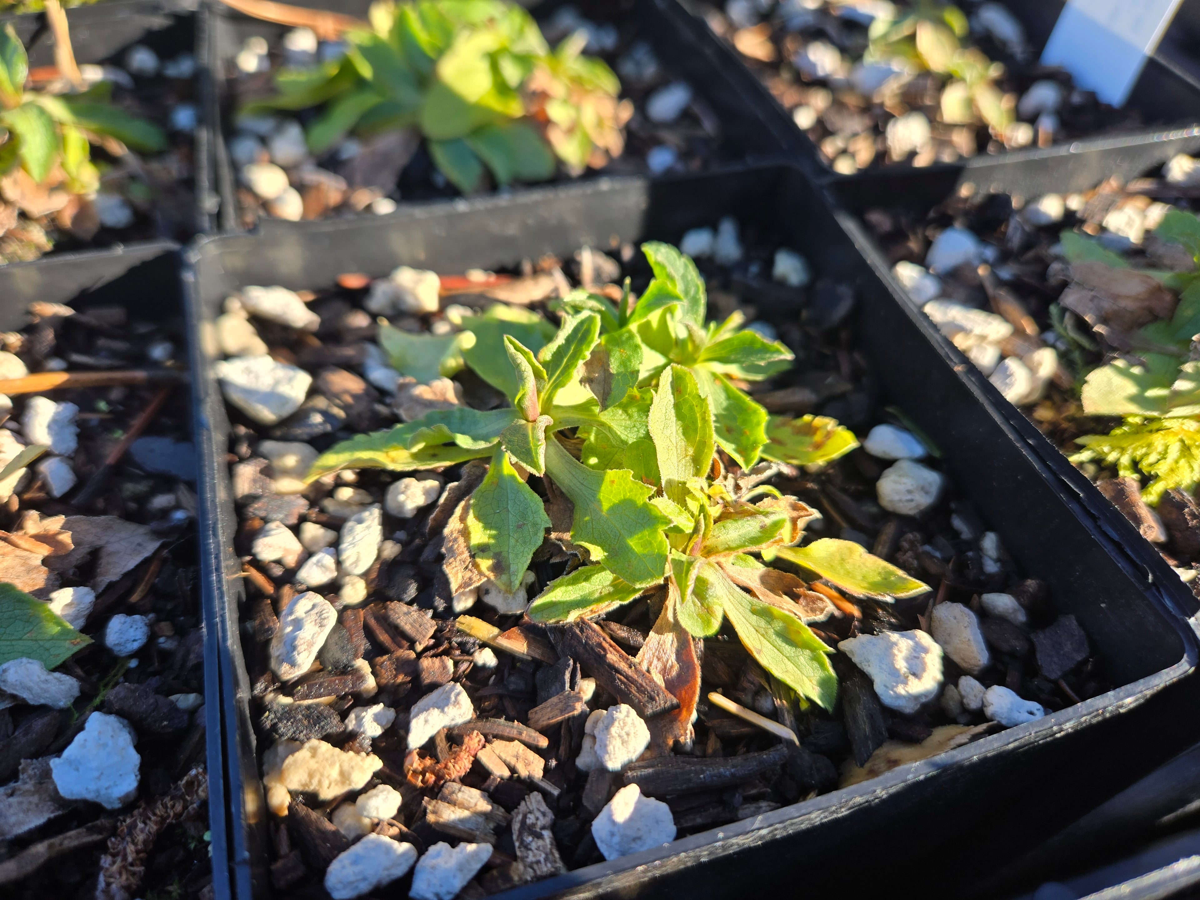 Symphyotricum foliaceum