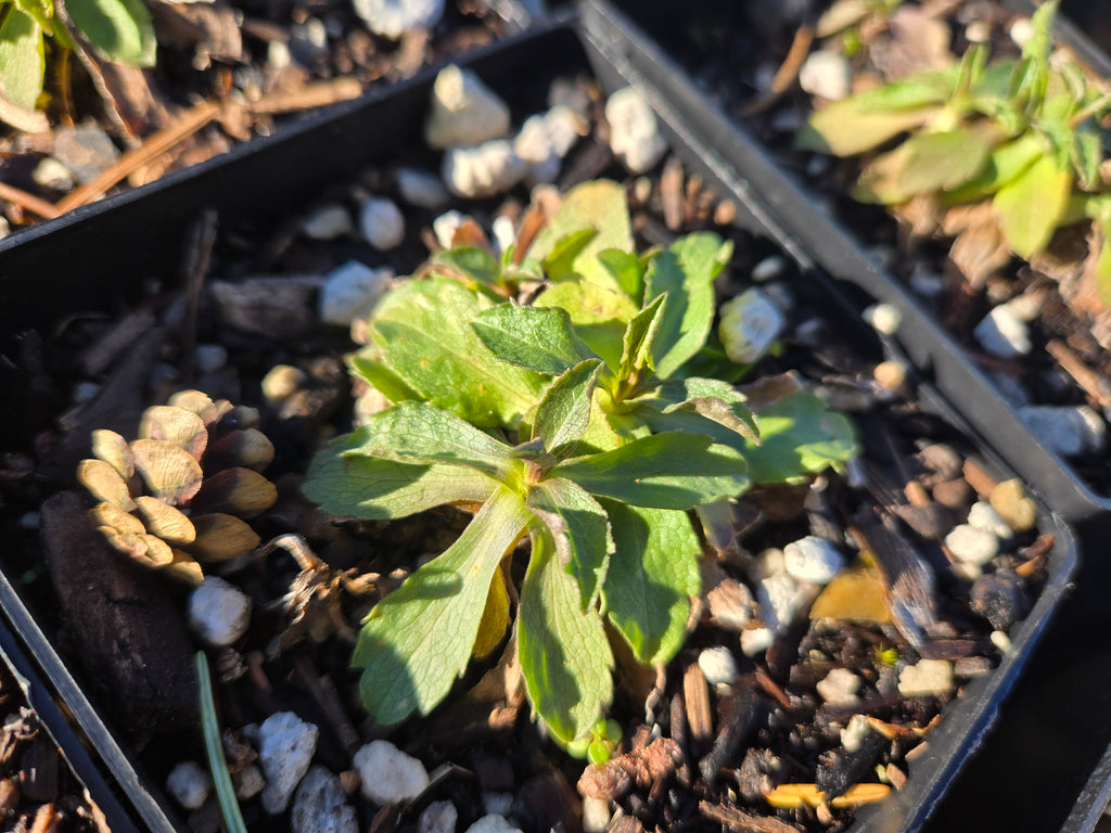 Symphyotricum foliaceum