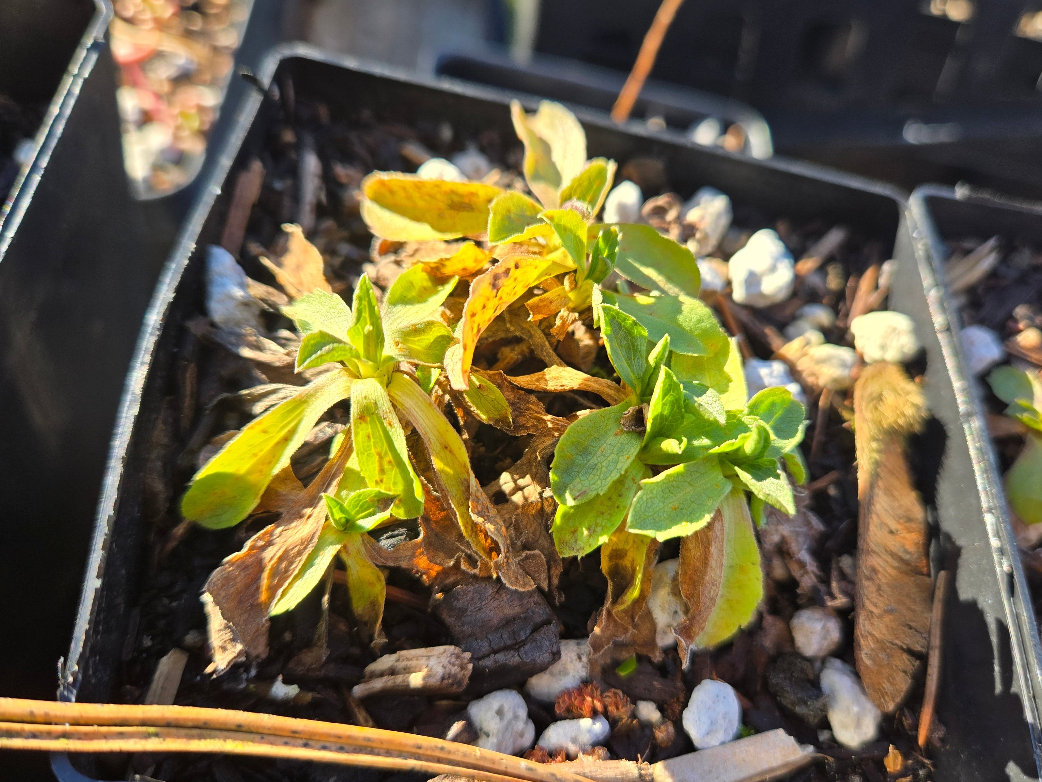 Sericocarpus oregonensis