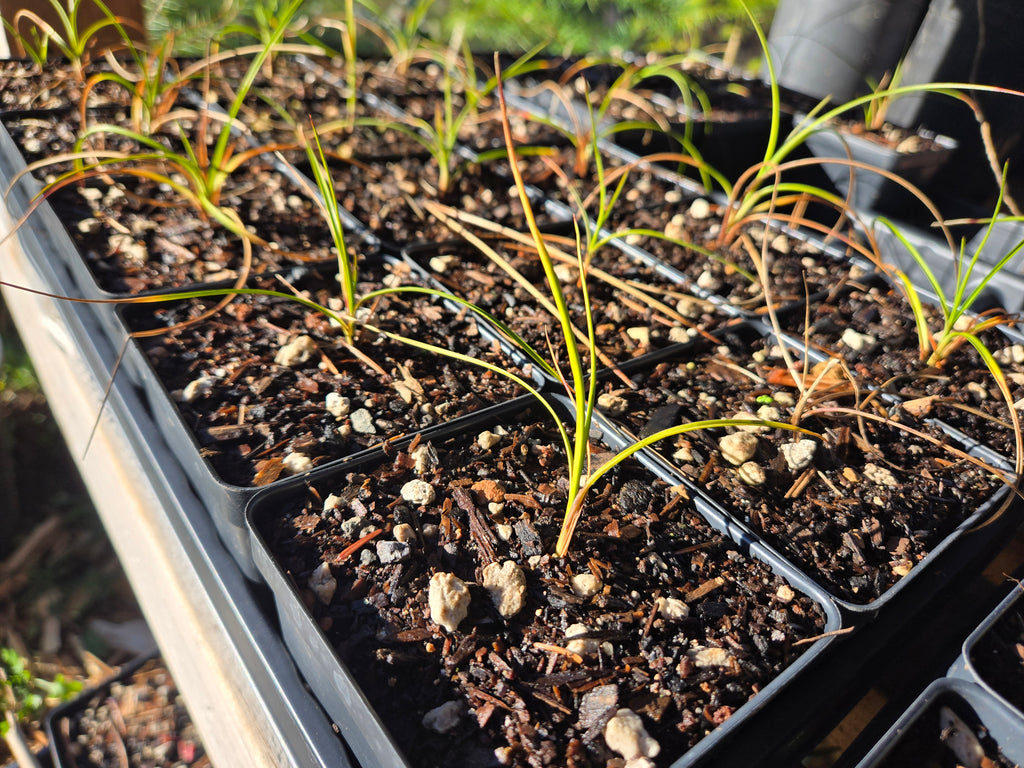 Eriophorum angustifolium