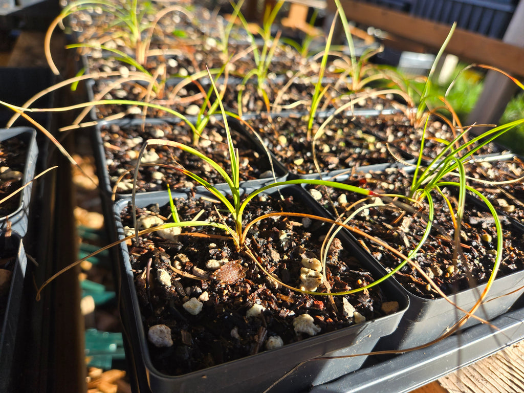 Eriophorum angustifolium