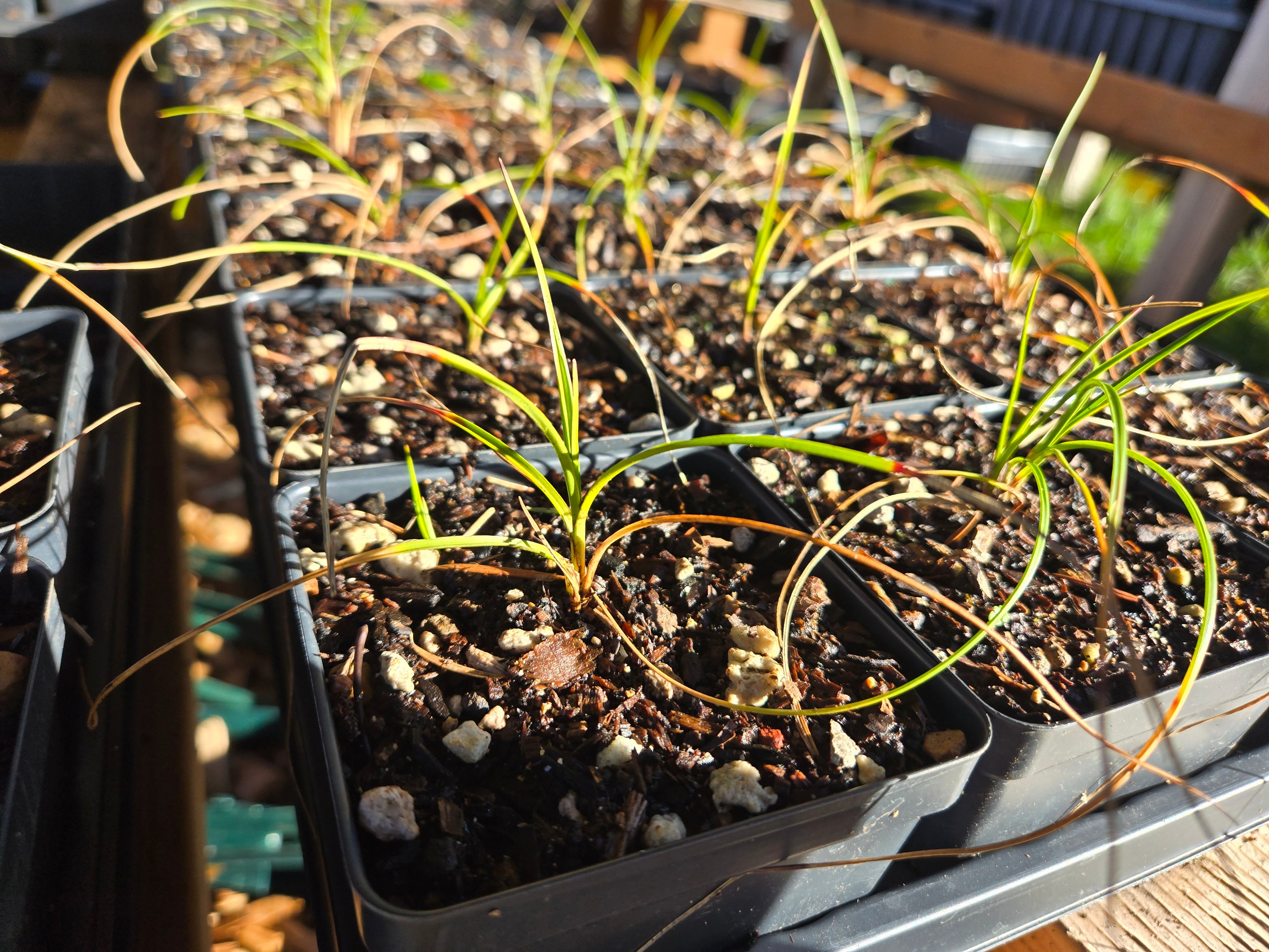 Eriophorum angustifolium