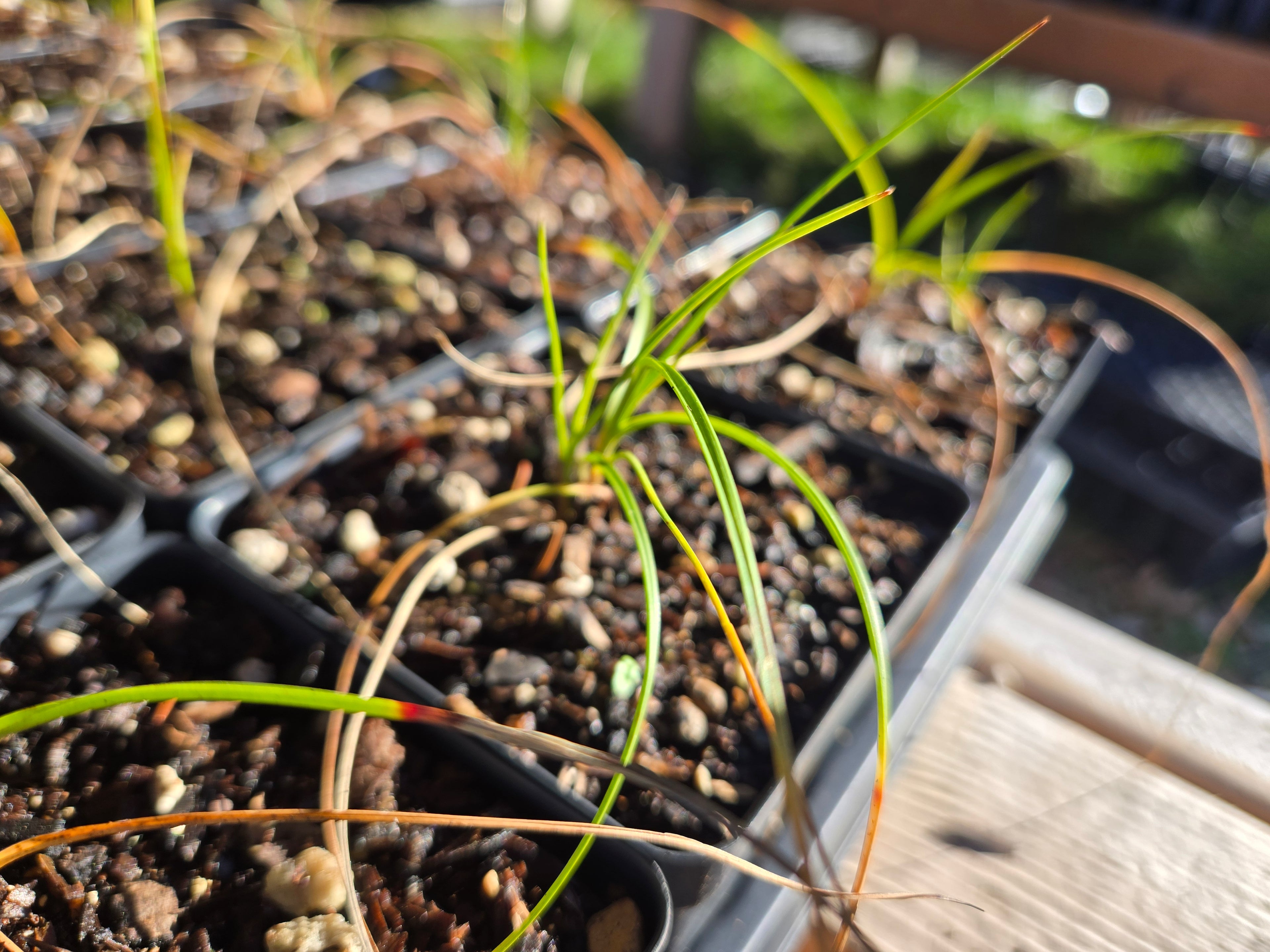 Eriophorum angustifolium