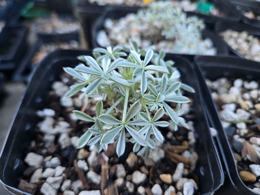 Lupinus albifrons