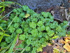 Brewerimitella ovalis